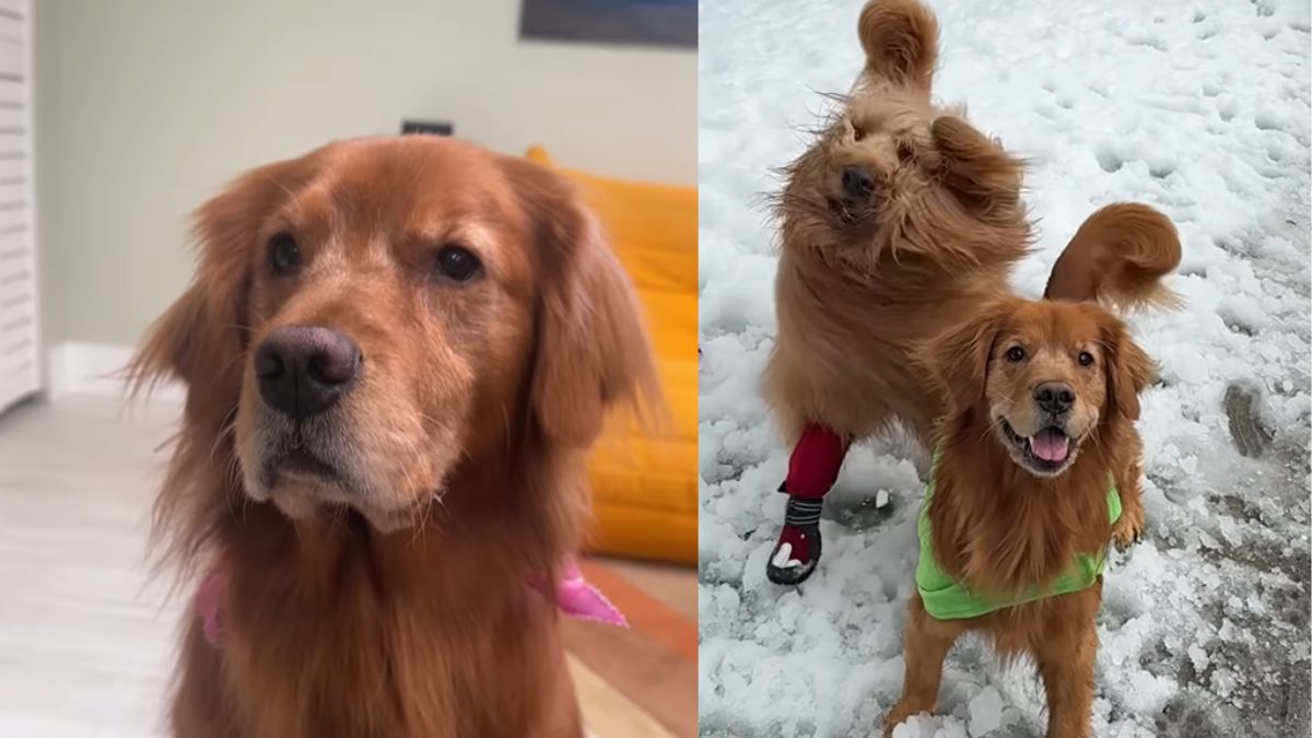 Florida Man's Epic Snow Day Gift for His Dogs Goes Viral!